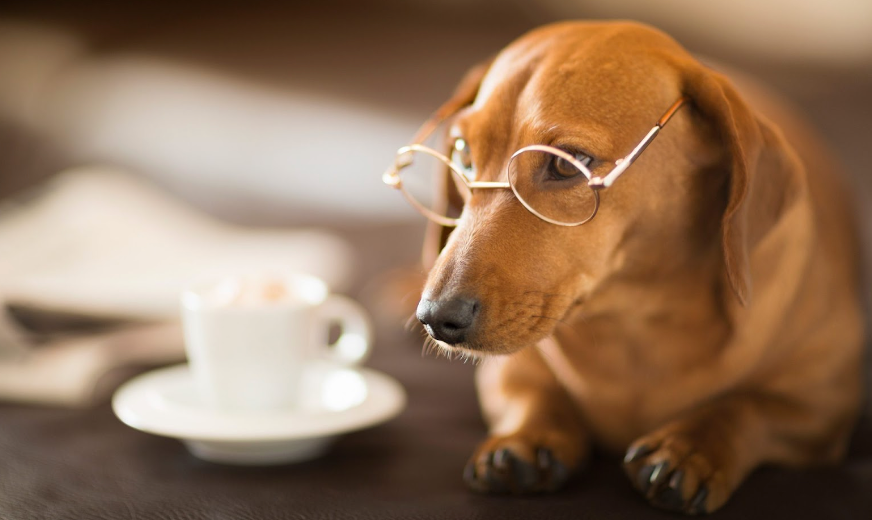 Dog with a teacup
