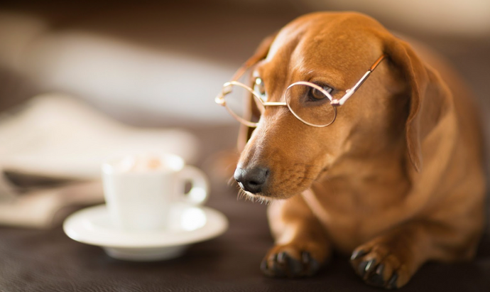 Breakfast & dogs=A match made in heaven