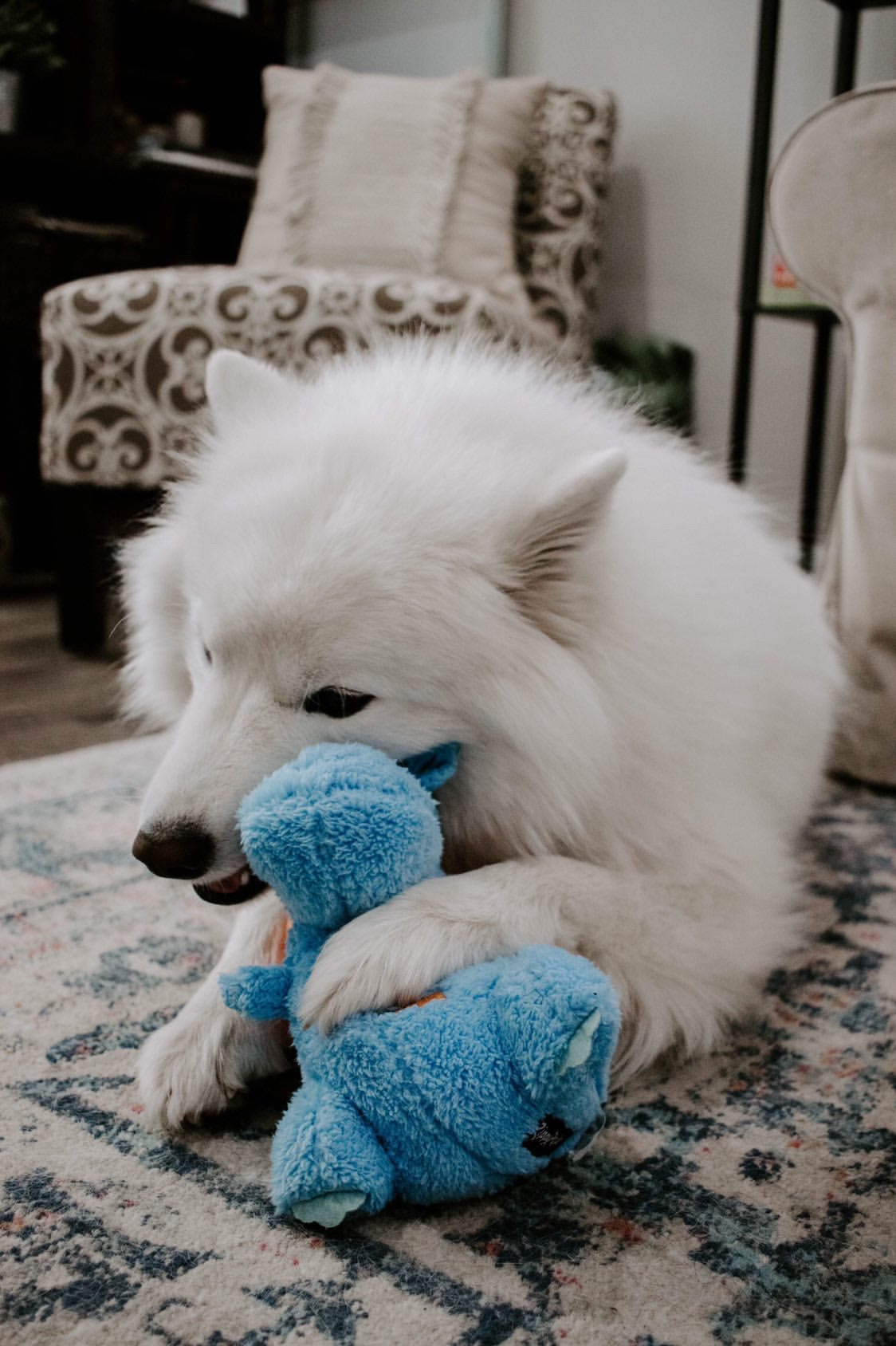 Are You Ready To Adopt A Dog?