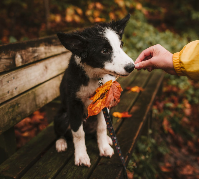 Dog on Fall Season
