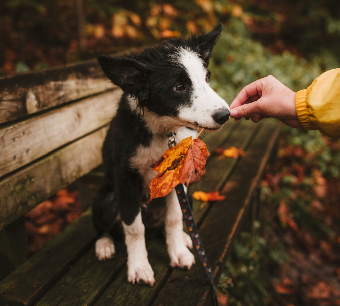 Falling for Apples